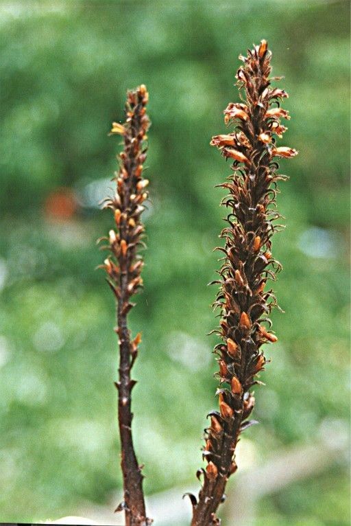 Orobanche valida — houseplant care guide