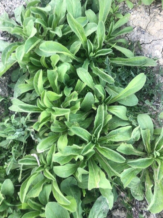 Silene nocturna leaf