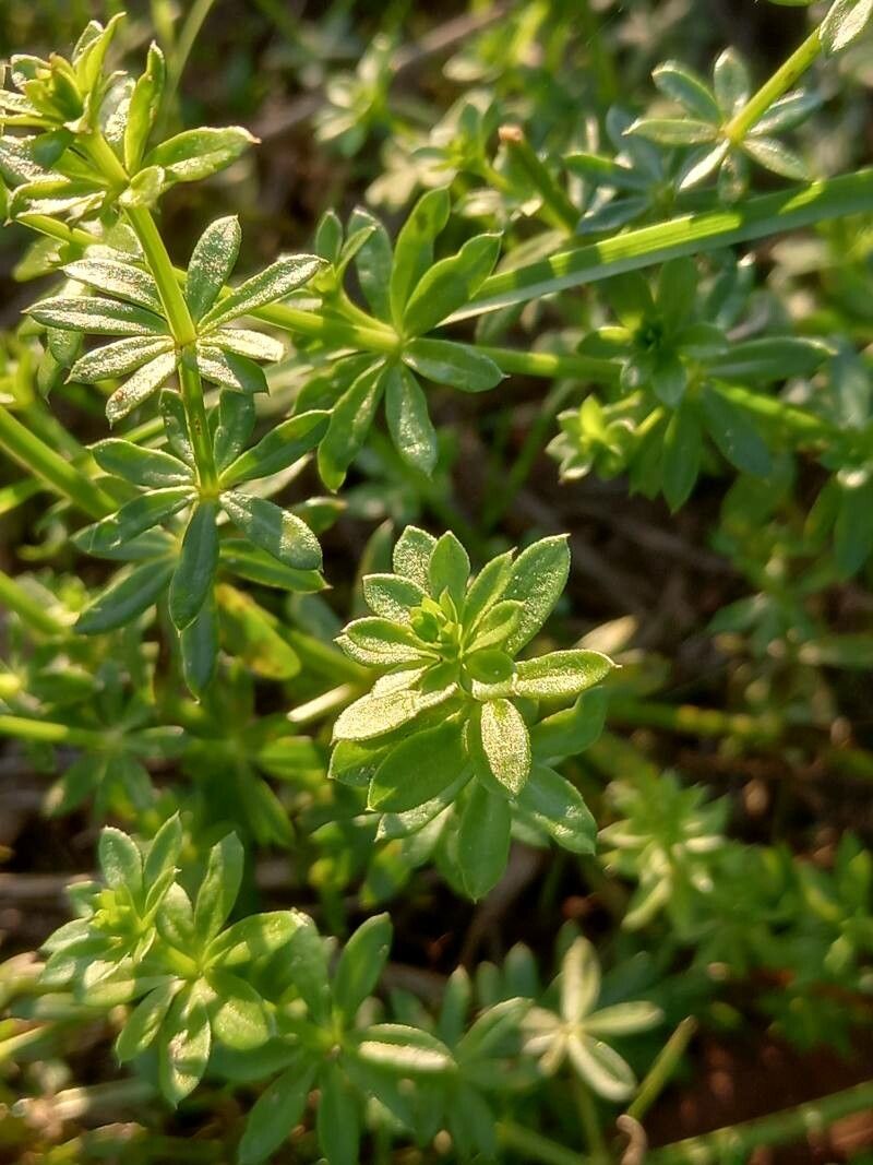 Galium album leaf