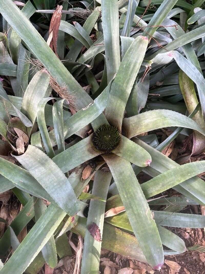 Neoregelia pascoaliana — houseplant care guide