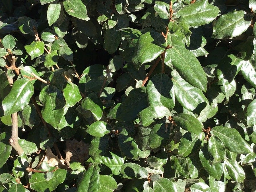 Elaeagnus x ebbingei leaf