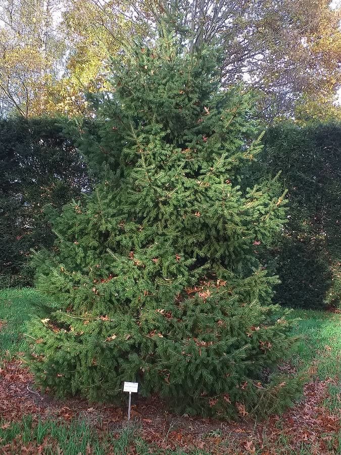 Picea schrenkiana habit