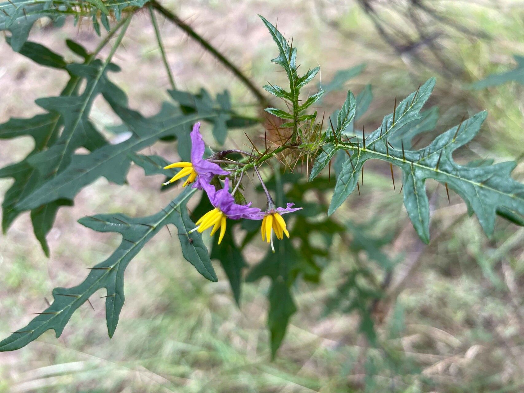 Solanum coracinum flower