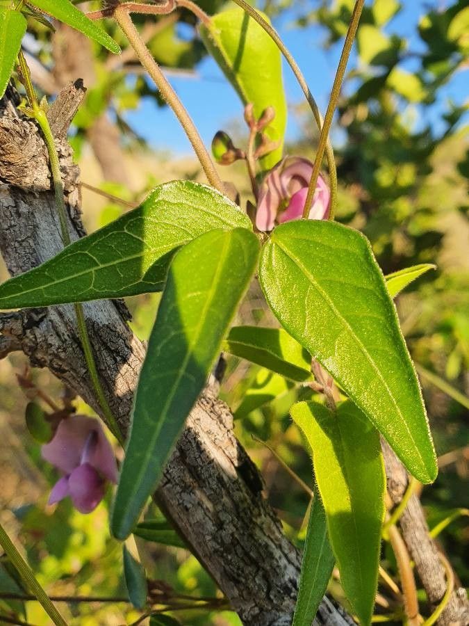 Vigna macrorhyncha leaf