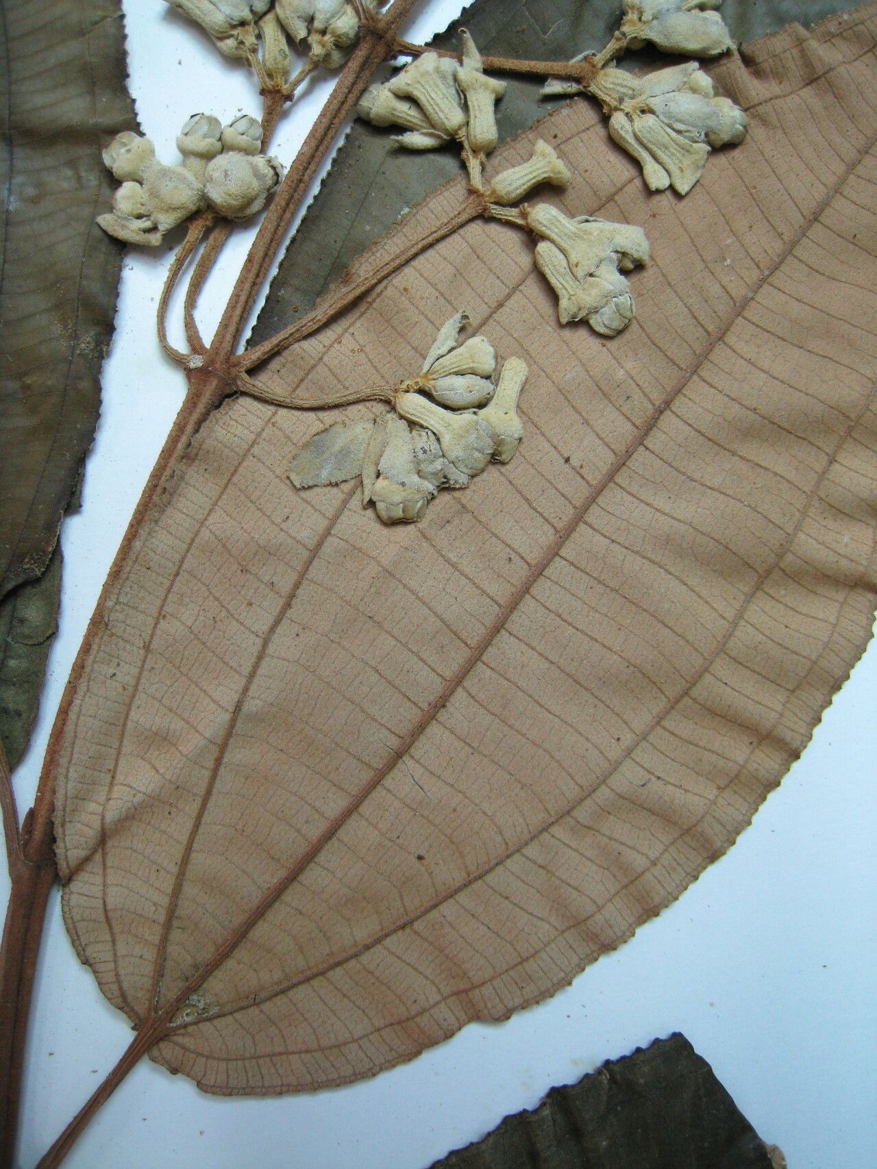 Miconia serrulata other