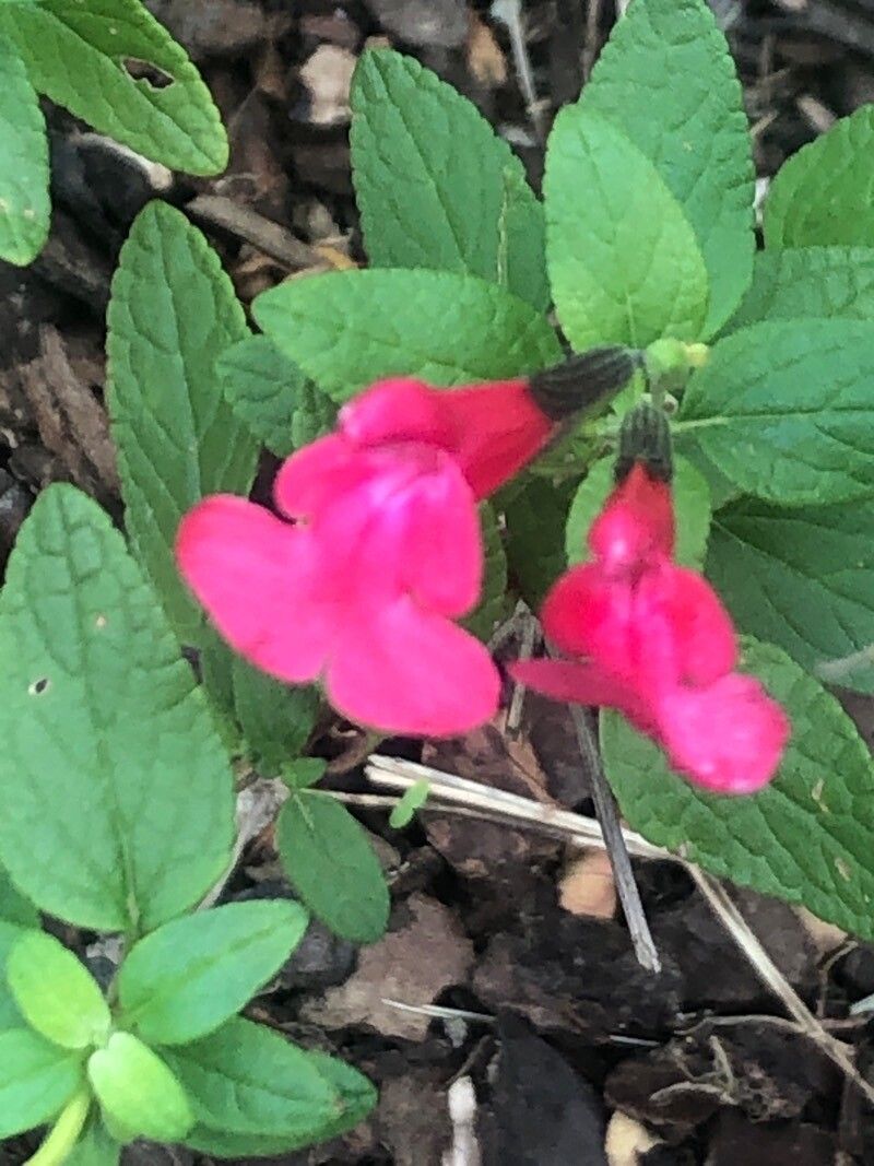 Salvia wardii — houseplant care guide