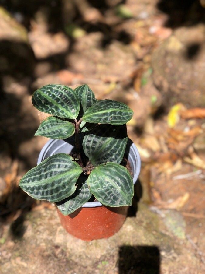 Geogenanthus poeppigii leaf