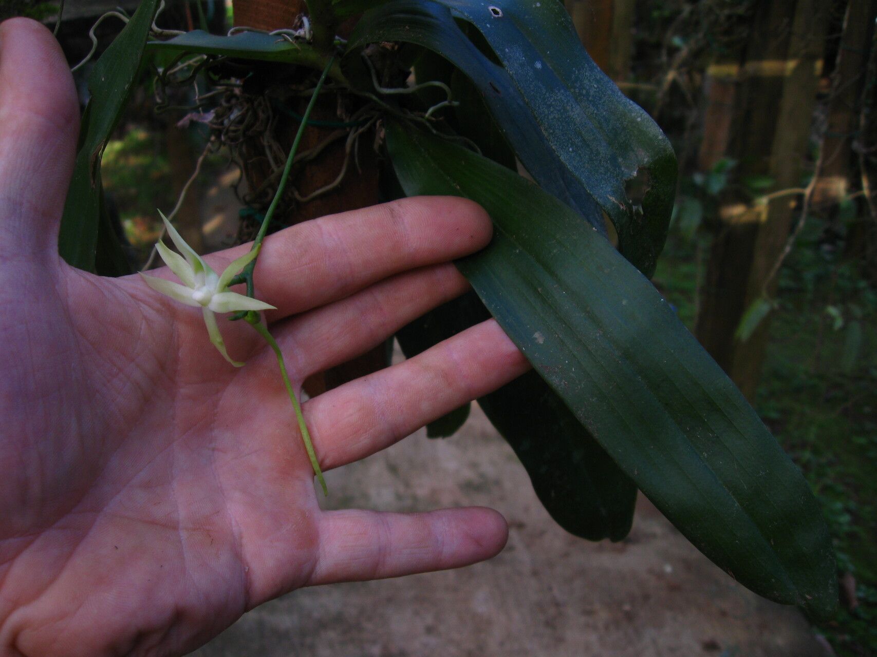 Angraecum reygaertii — houseplant care guide