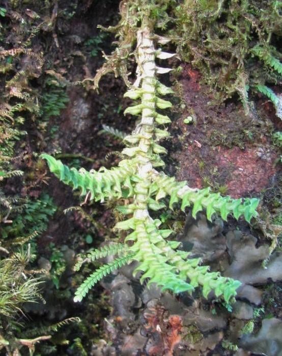 Dichaea hystricina leaf