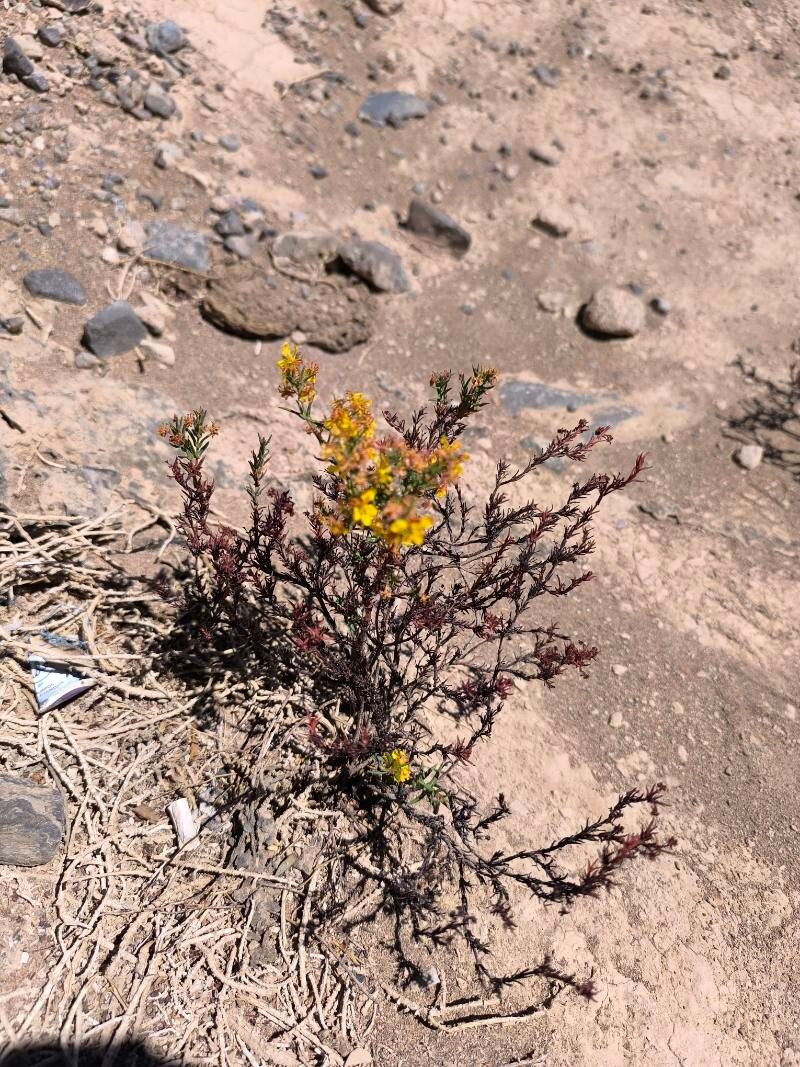 Hypericum silenoides — houseplant care guide