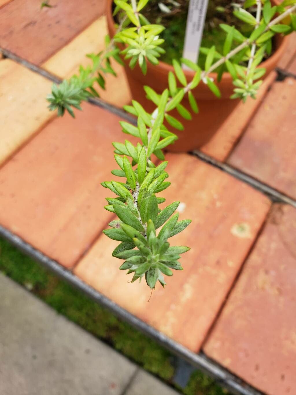 Westringia brevifolia — related species from the same genus