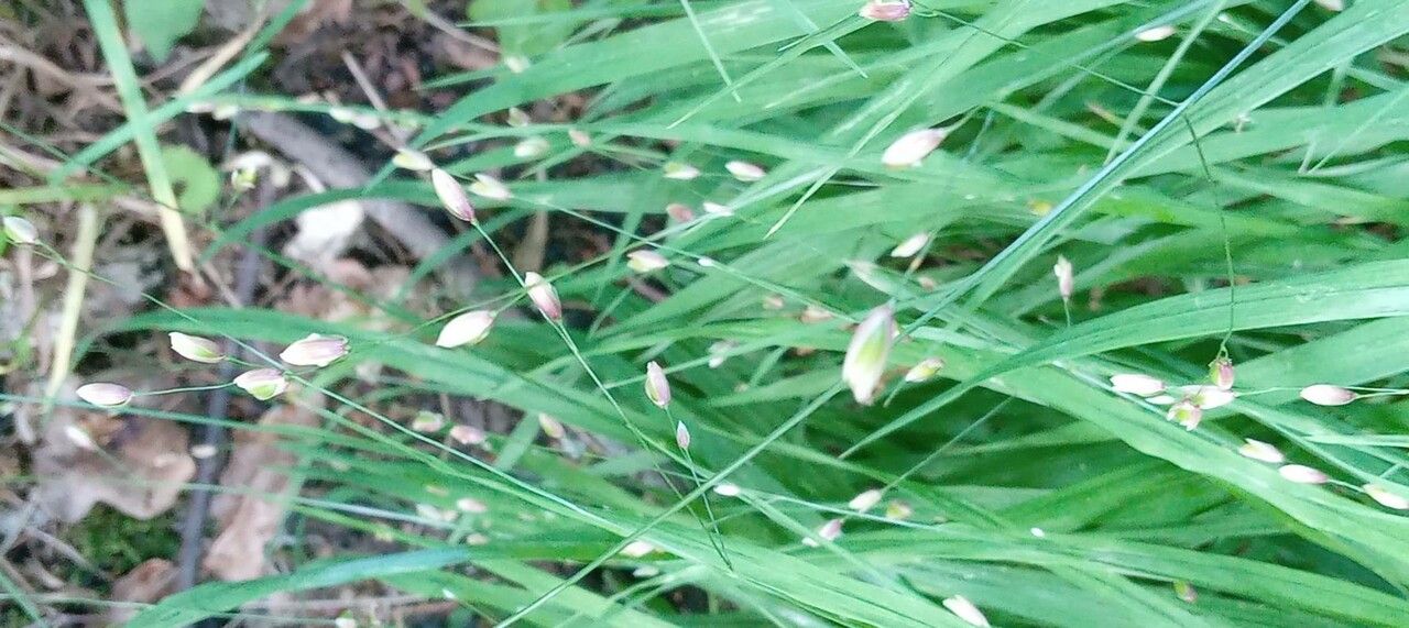 Melica uniflora flower