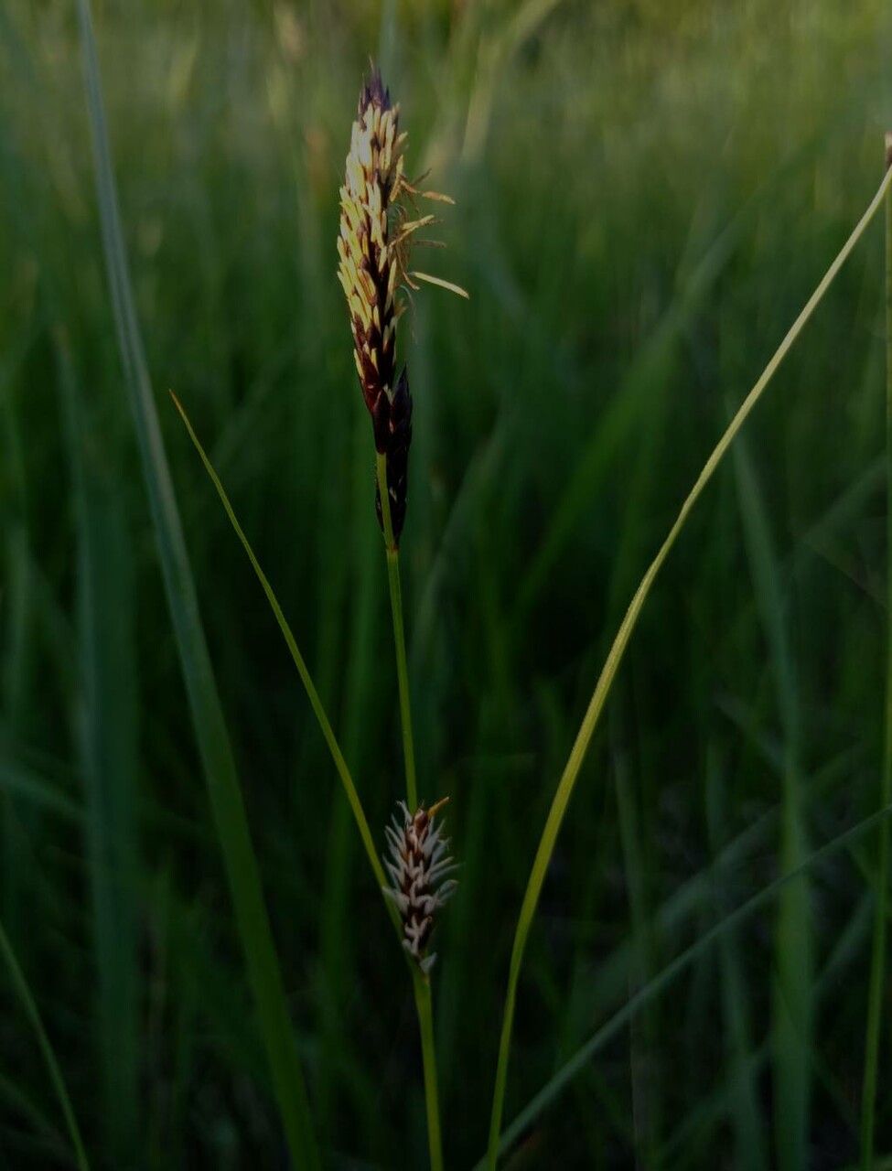 Carex melanostachya — search result for 'western US'