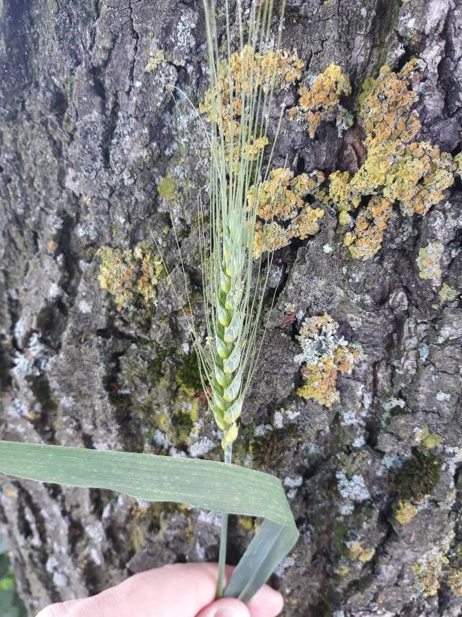 Triticum turgidum leaf