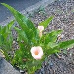 Zantedeschia albomaculata