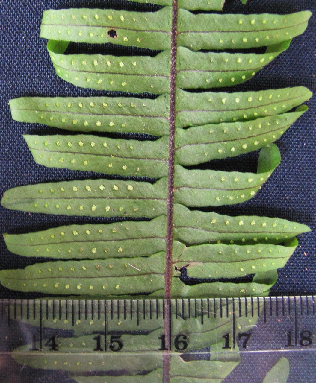 Pecluma consimilis — related species from the same genus