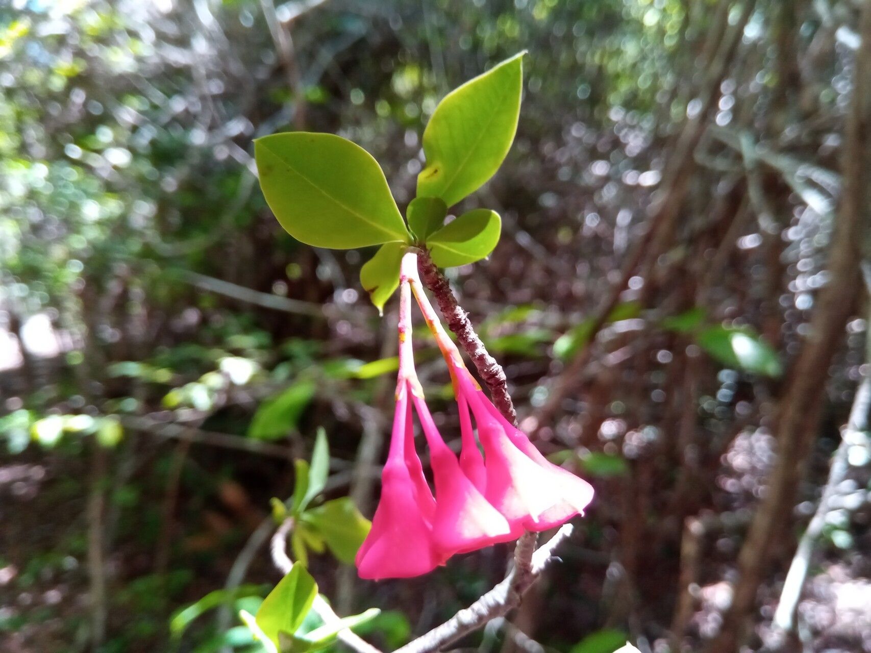 Euphorbia longitubicinicyathium flower