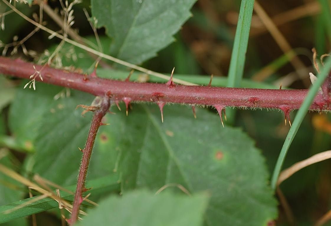 Rubus gracilis bark