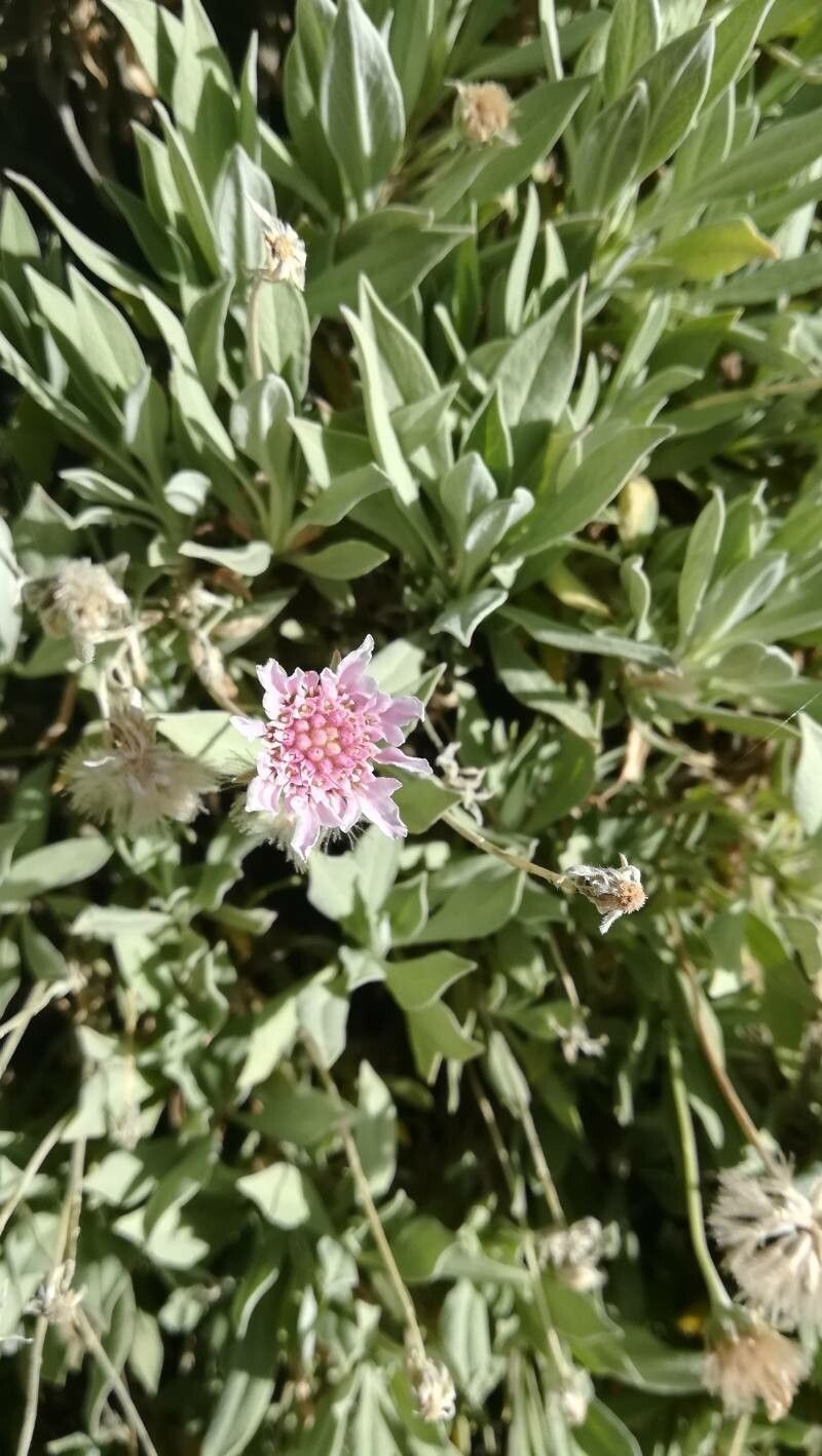 Pterocephalus lasiospermus flower