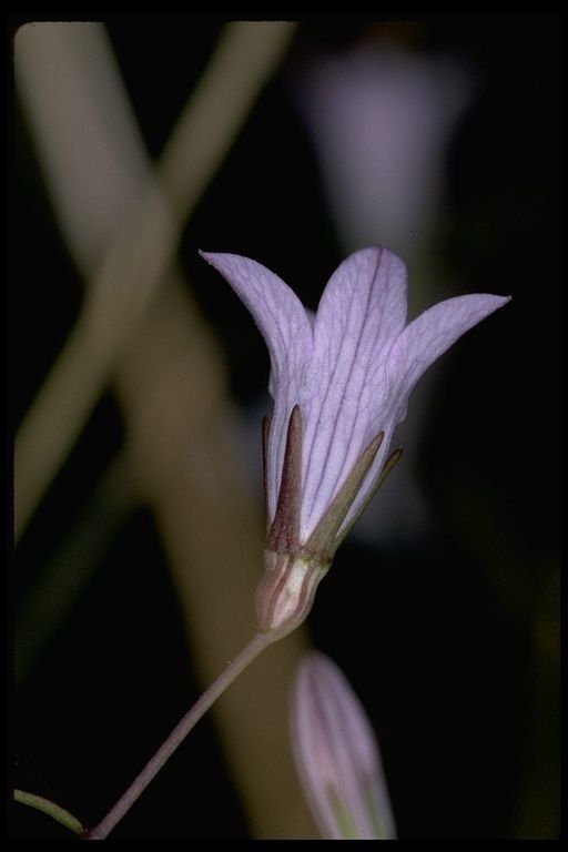 Campanula exigua flower