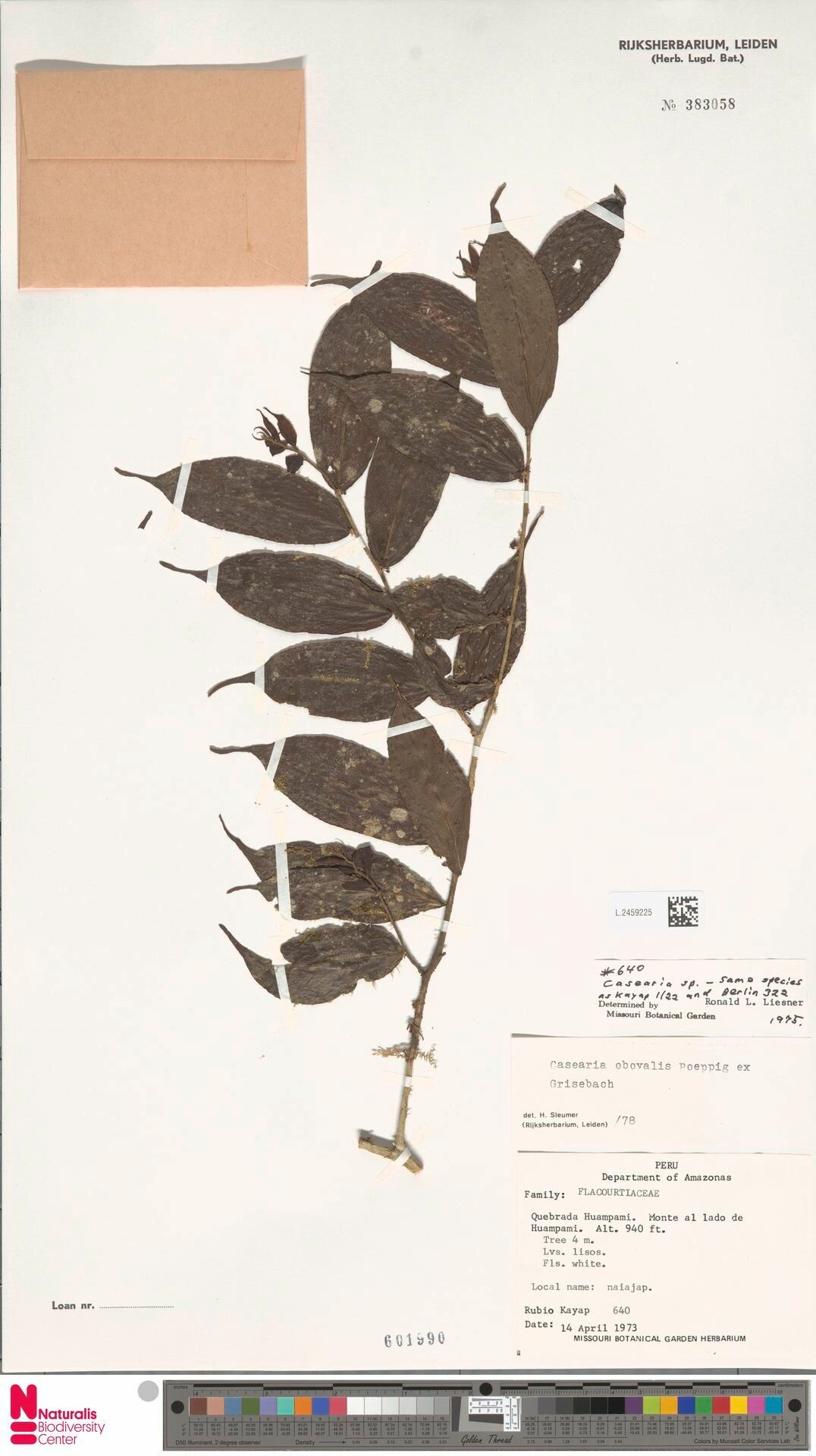 Casearia obovalis flower