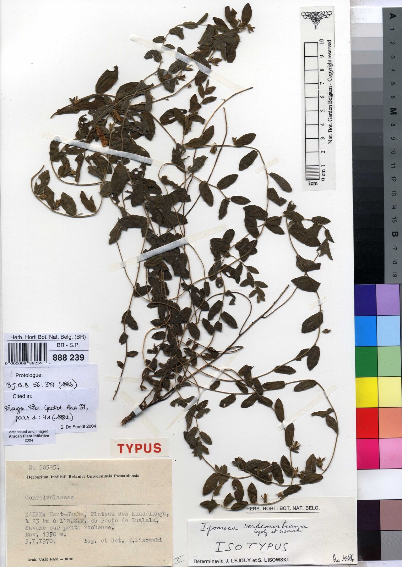 Ipomoea verdcourtiana other