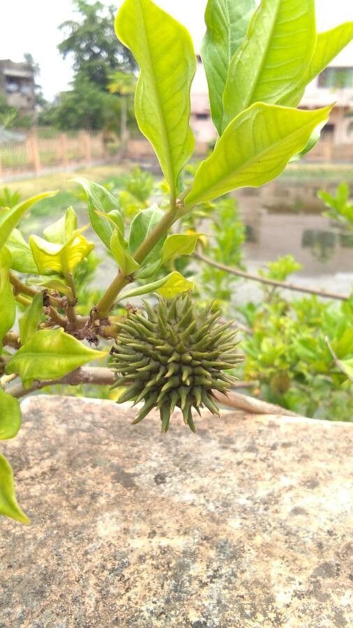 Allamanda schottii fruit