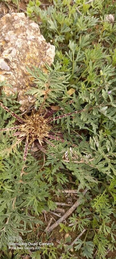 Rhaponticum acaule fruit