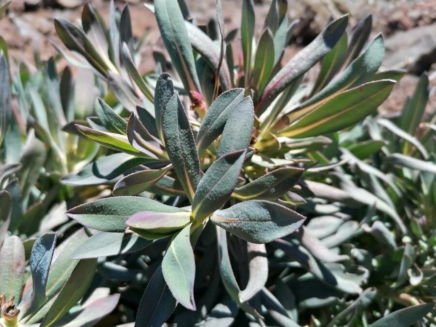 Echium gentianoides — houseplant care guide