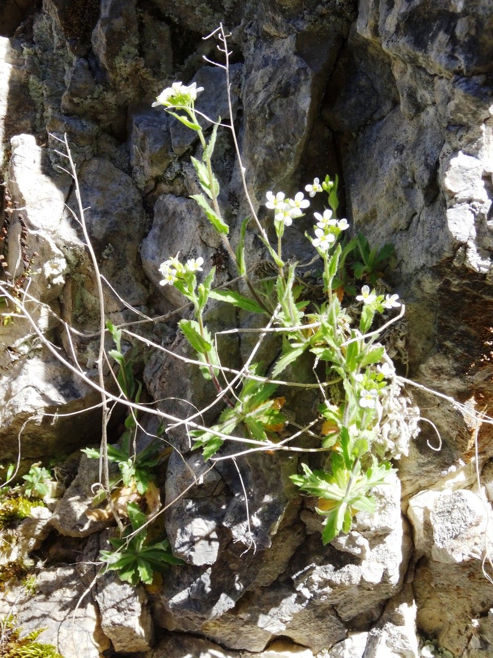 Arabis nova habit