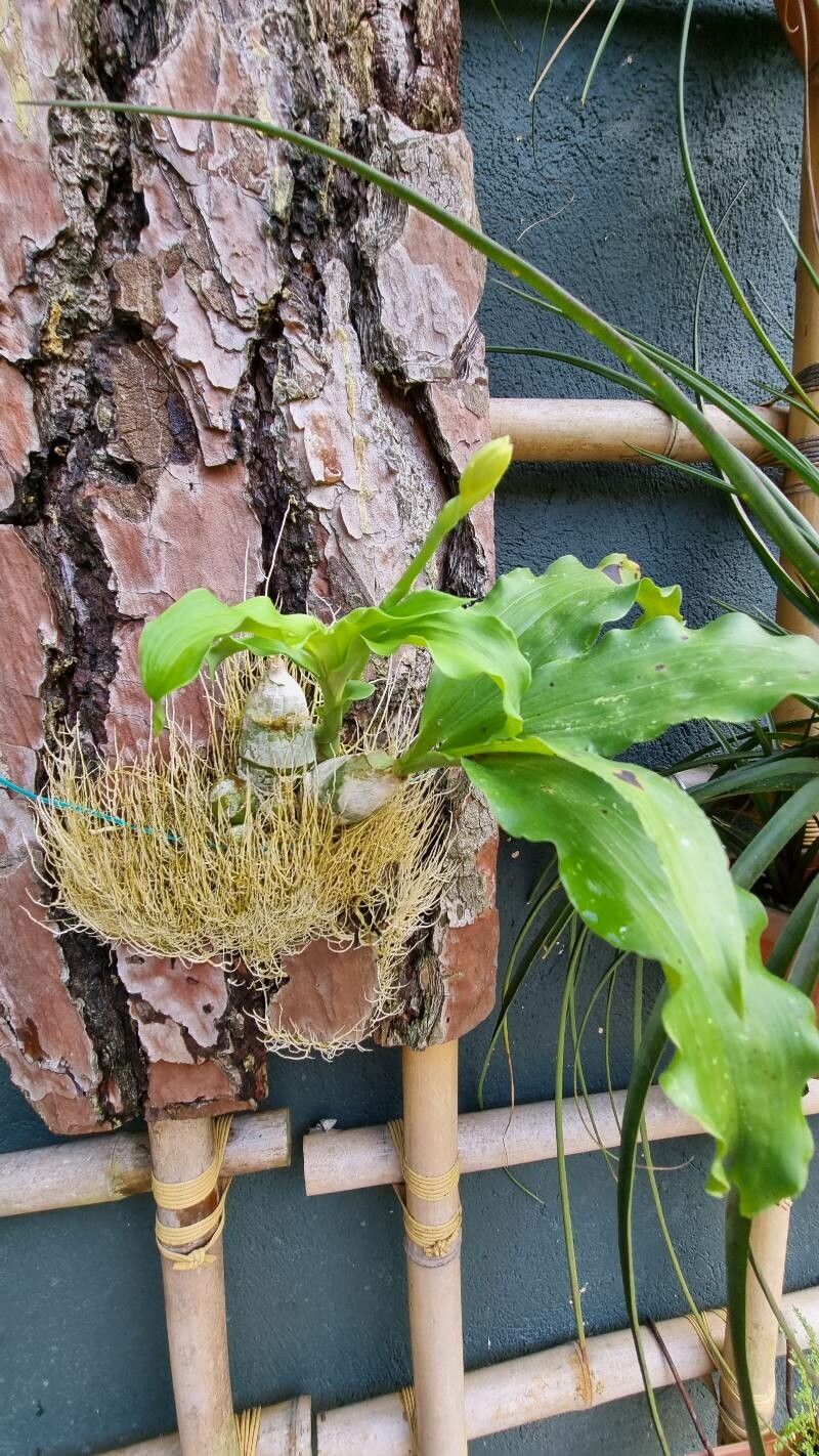 Catasetum cernuum — related species from the same genus