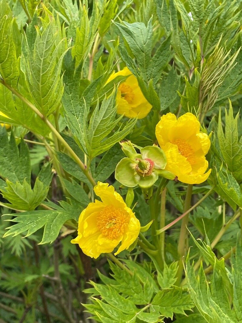 Paeonia ludlowii flower