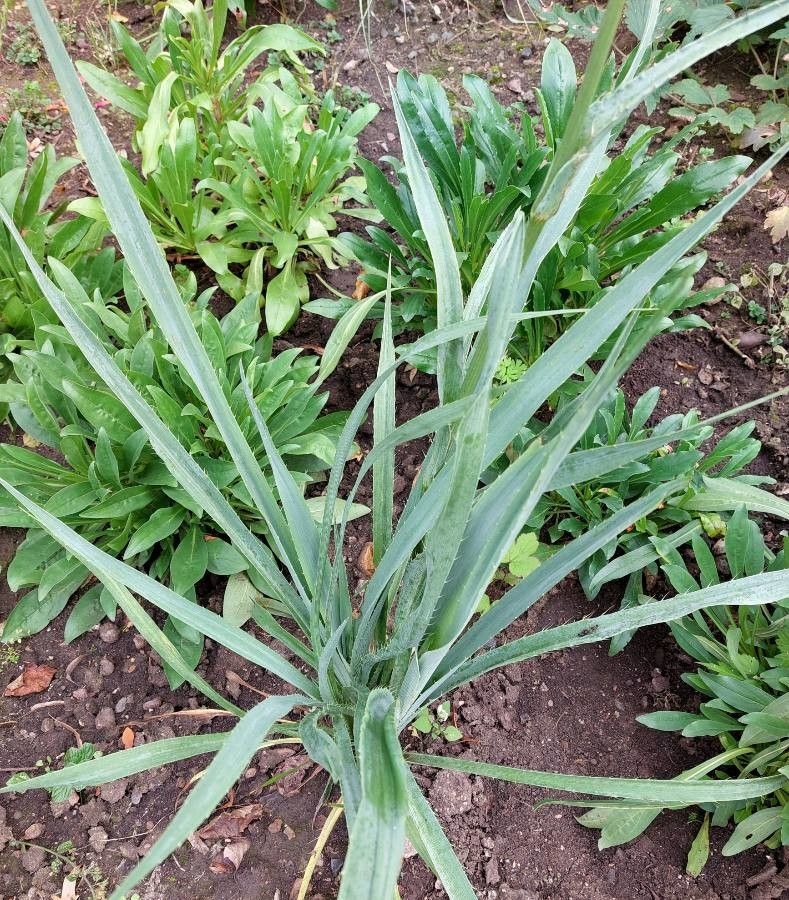 Eryngium yuccifolium
