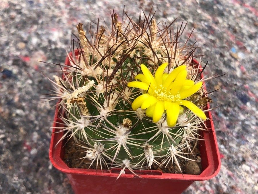 Weingartia neocumingii — search result for 'Peru to Bolivia'