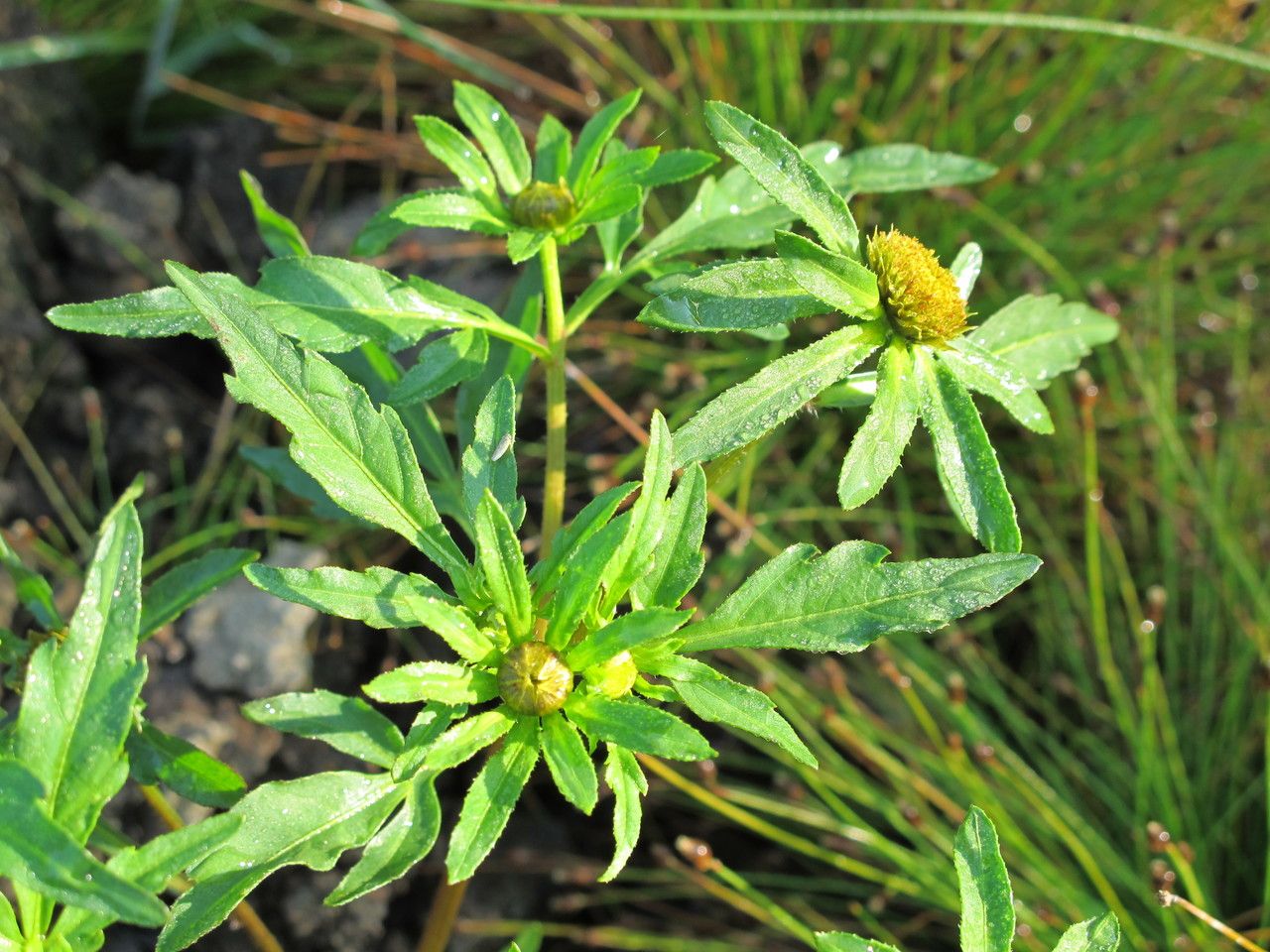 Bidens radiata habit