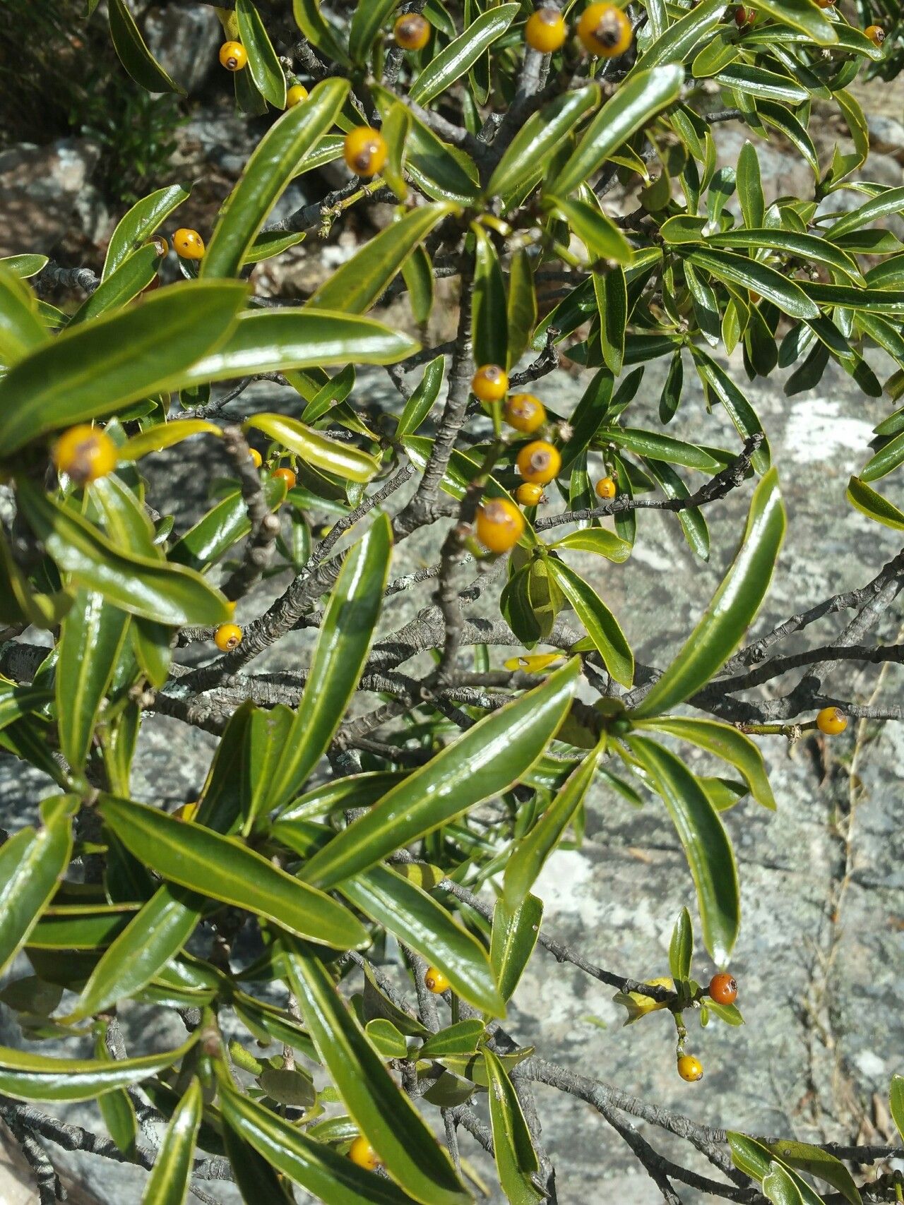 Psychotria retiphlebia fruit
