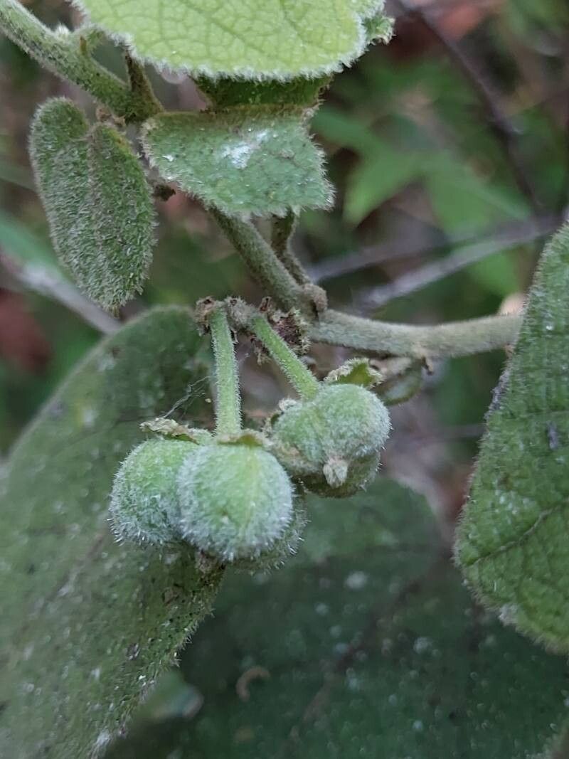 Acalypha urophylla fruit