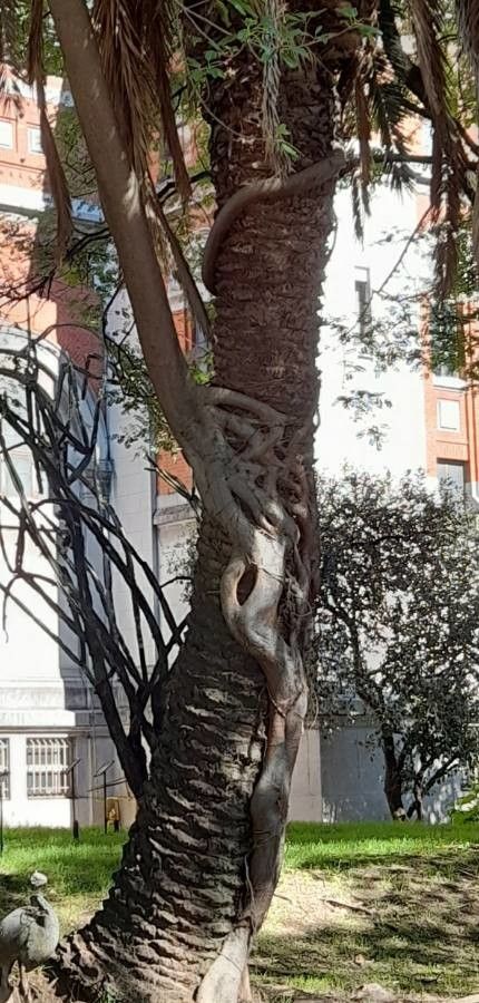 Ficus luschnathiana bark