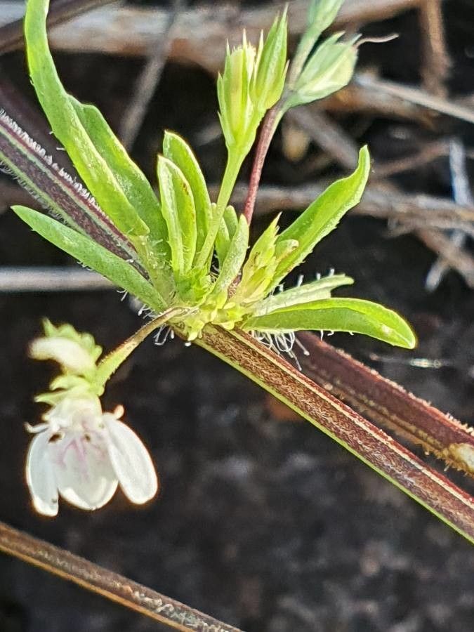 Justicia matammensis — search result for 'Justicia'