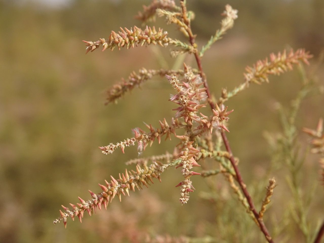 Tamarix amplexicaulis flower