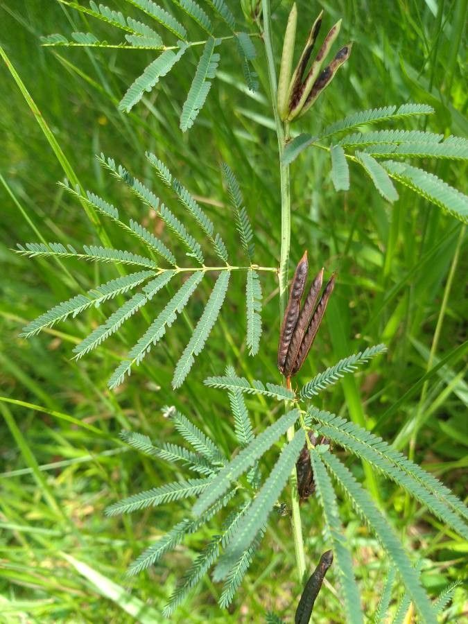 Desmanthus pernambucanus — related species from the same genus