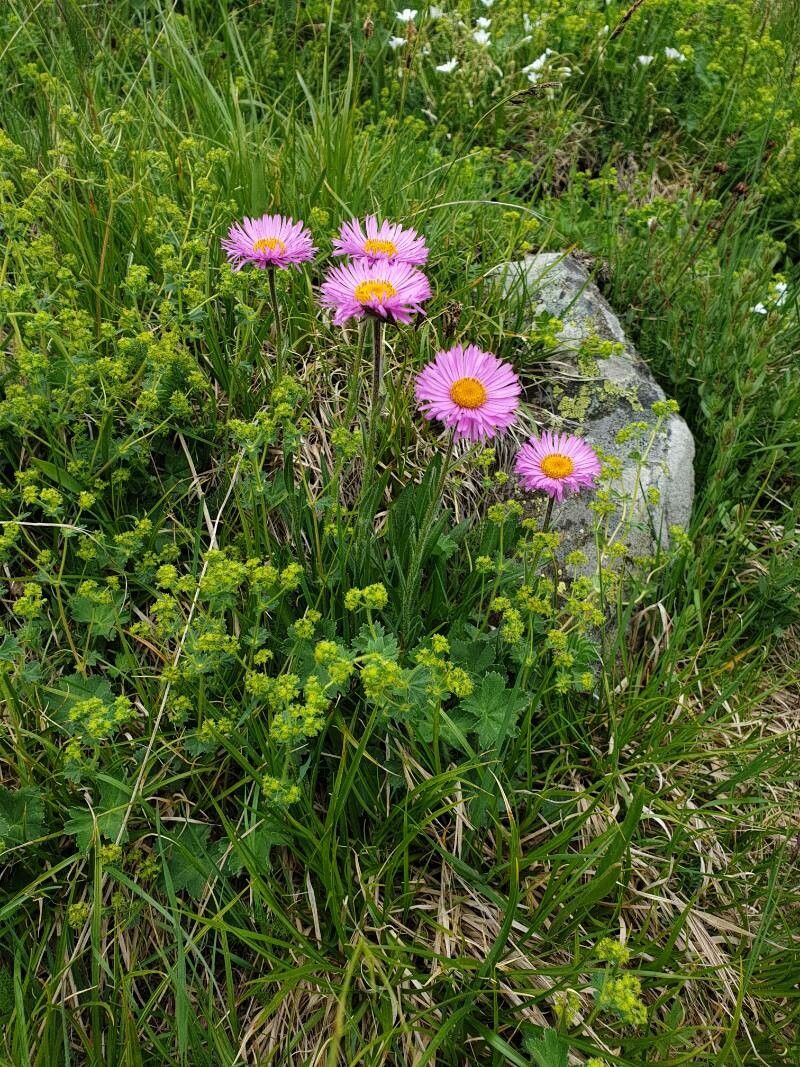 Erigeron caucasicus flower
