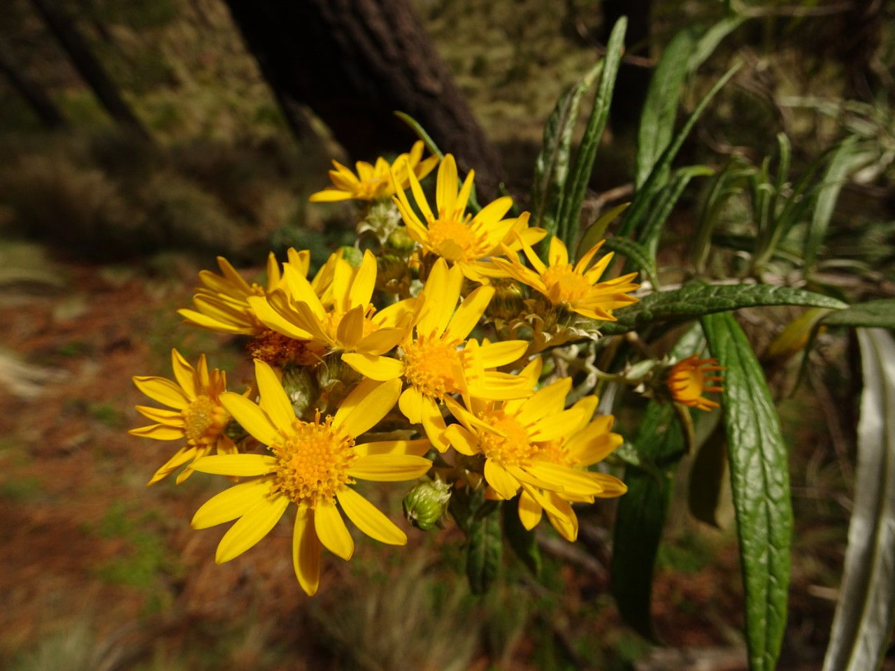 Senecio cinerarioides flower