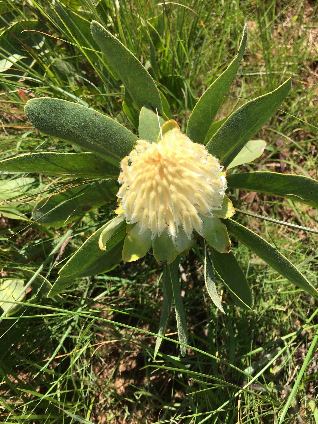 Protea welwitschii — search result for 'Protea'