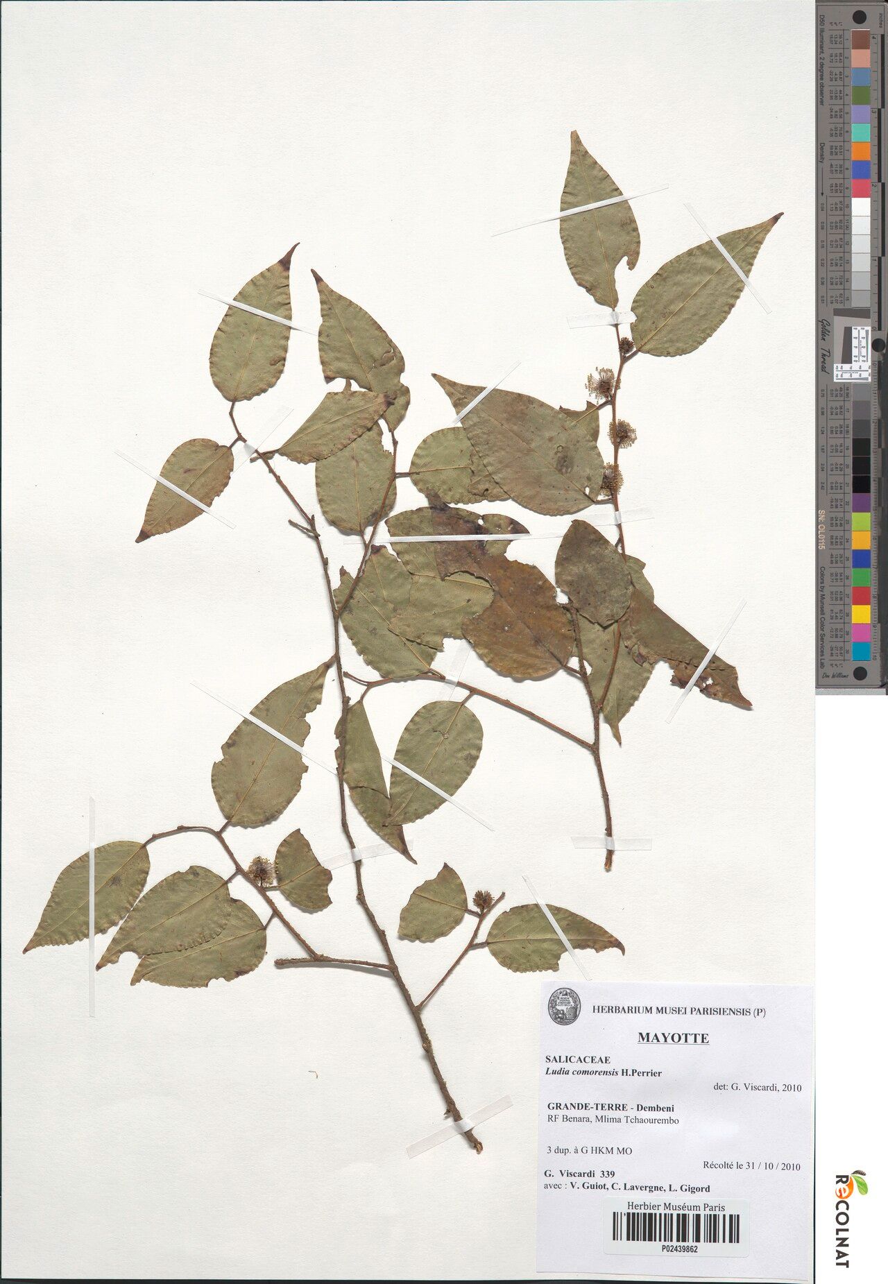 Ludia comorensis — houseplant care guide