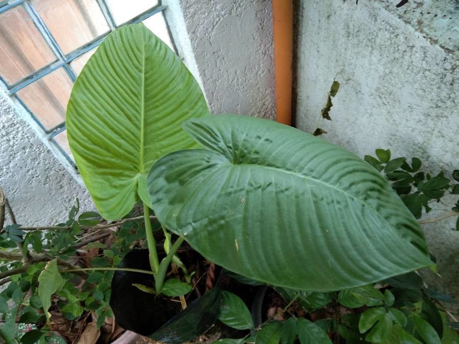 Rhaphidophora foraminifera leaf