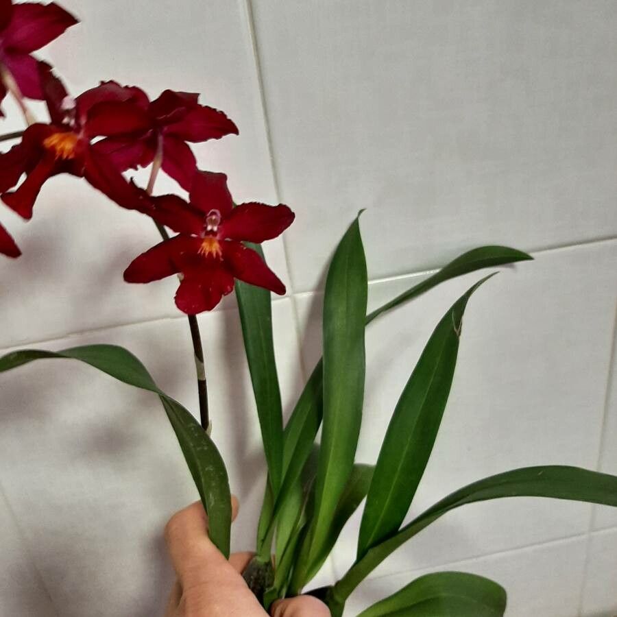 Cattleya brevipedunculata leaf