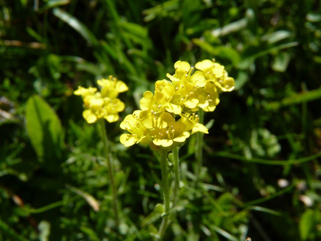 Alyssum montanum flower