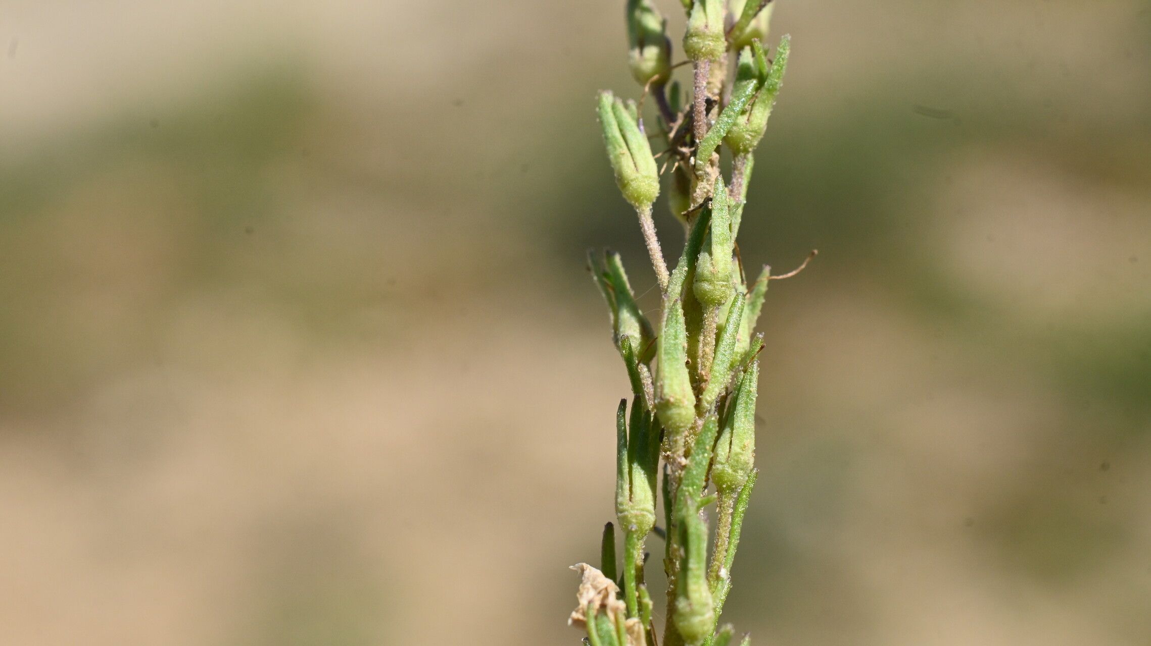 Veronica tenuifolia fruit