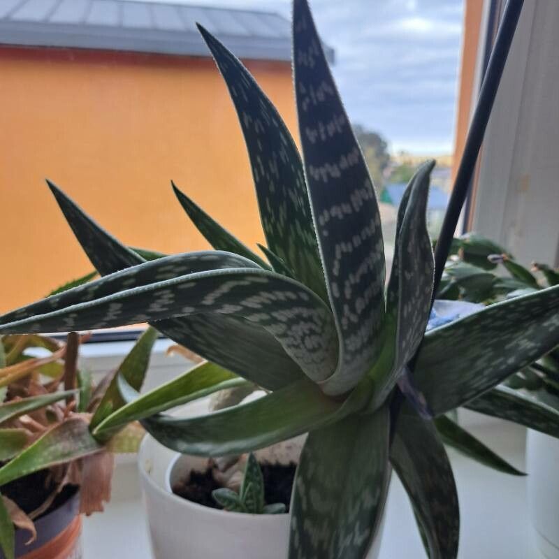 Gonialoe variegata flower